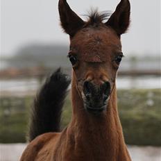 Arabisk fuldblod (OX) Eluniqa D.