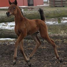 Arabisk fuldblod (OX) Eluniqa D.