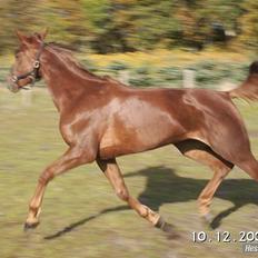 Standardbred Ona Cezz