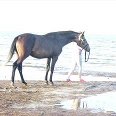 Dansk Varmblod SÅDAN Selina
