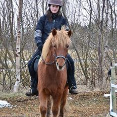 Islænder Raudstjarni ny-nørregård