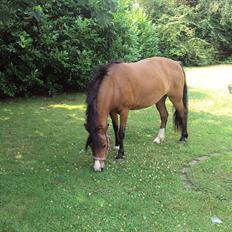 Anden særlig race mille