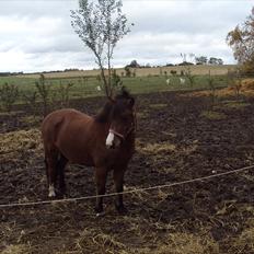Anden særlig race mille