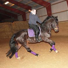 Schweres Warmblut Leonie