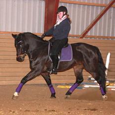 Schweres Warmblut Leonie