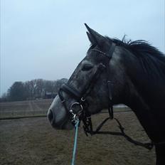 Dansk Varmblod Maldiwa Grey RDH