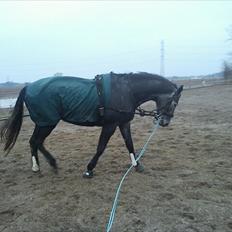 Dansk Varmblod Maldiwa Grey RDH