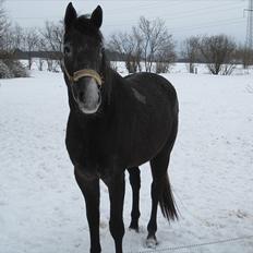 Dansk Varmblod Maldiwa Grey RDH