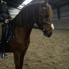 Anden særlig race Zafir