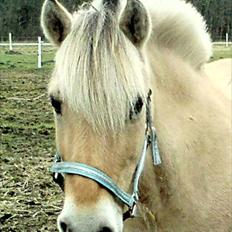 Fjordhest Luna *gl. part* <3