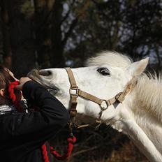 Anden særlig race Augusta :) (tidl pony,solgt)