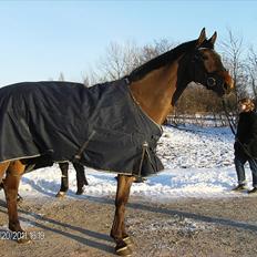 Dansk Varmblod Rts- Caligula