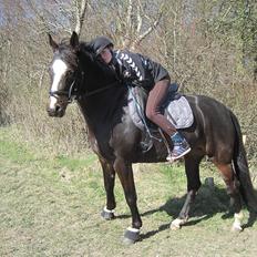 Anden særlig race Houmgaards Shakira<3.