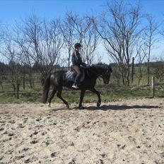 Anden særlig race Houmgaards Shakira<3.