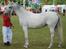 Shagya Araber (SH) Bonjour la chaise *R.I.P. 06-11-12* - Foto: Jani Pedersen