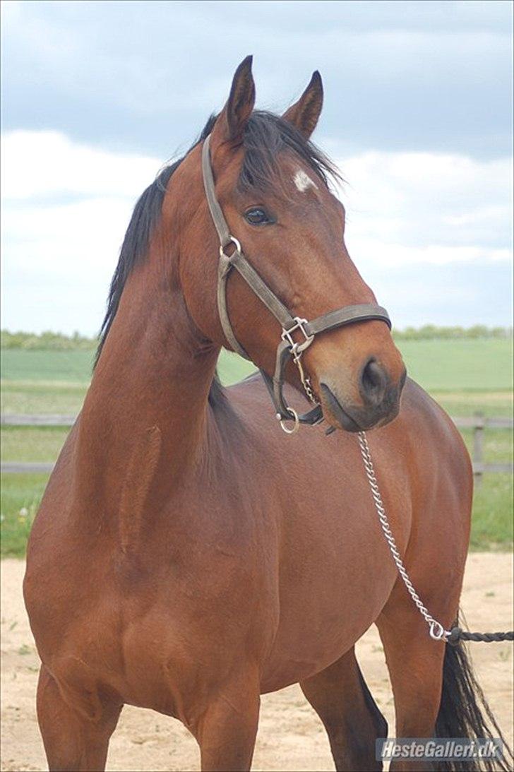 Dansk Varmblod Godthaabs Ulster billede 1