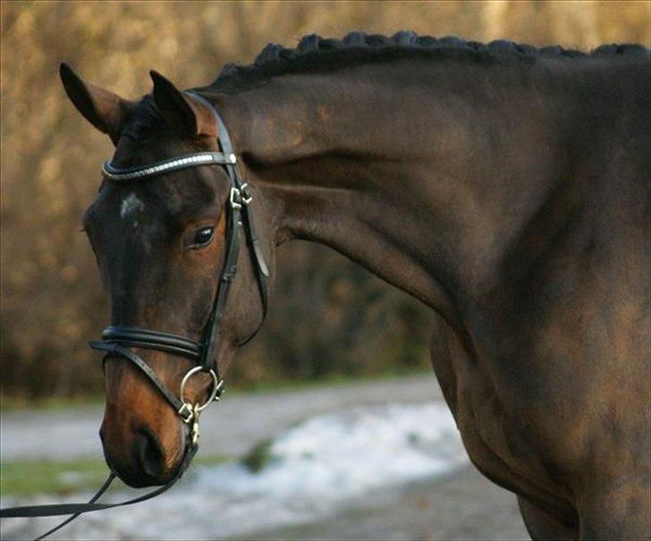 Dansk Varmblod Godthaabs Ulster billede 2