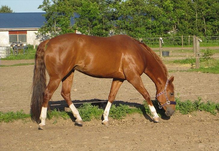 Quarter Montys Fancy Zip - en dag på folden billede 4