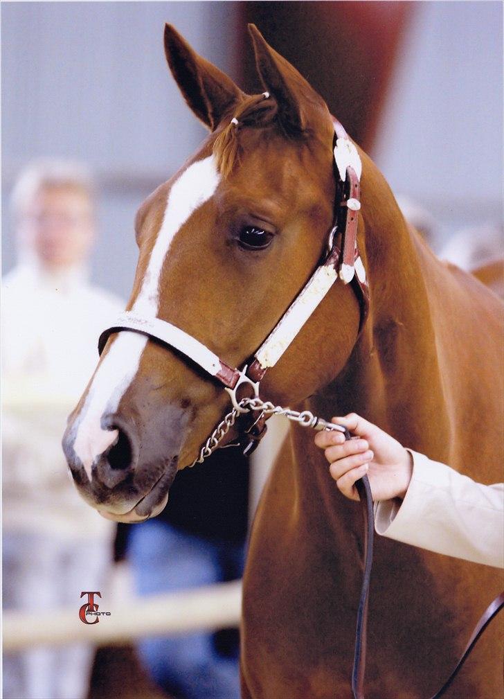 Quarter Montys Fancy Zip - DM 2008  billede 9