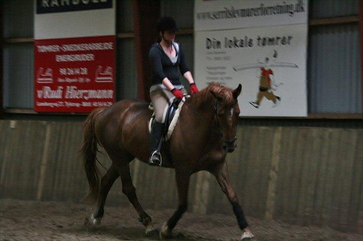 Anden særlig race Irish Girl ~ Grisen billede 5