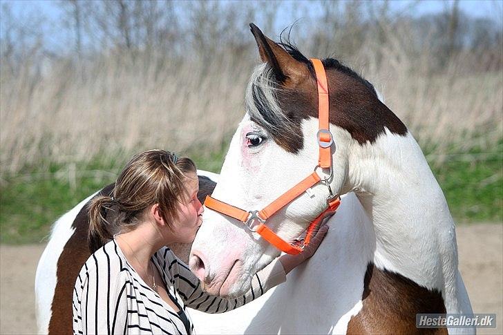 Pinto Stald Poppels Dixie R.I.P billede 1