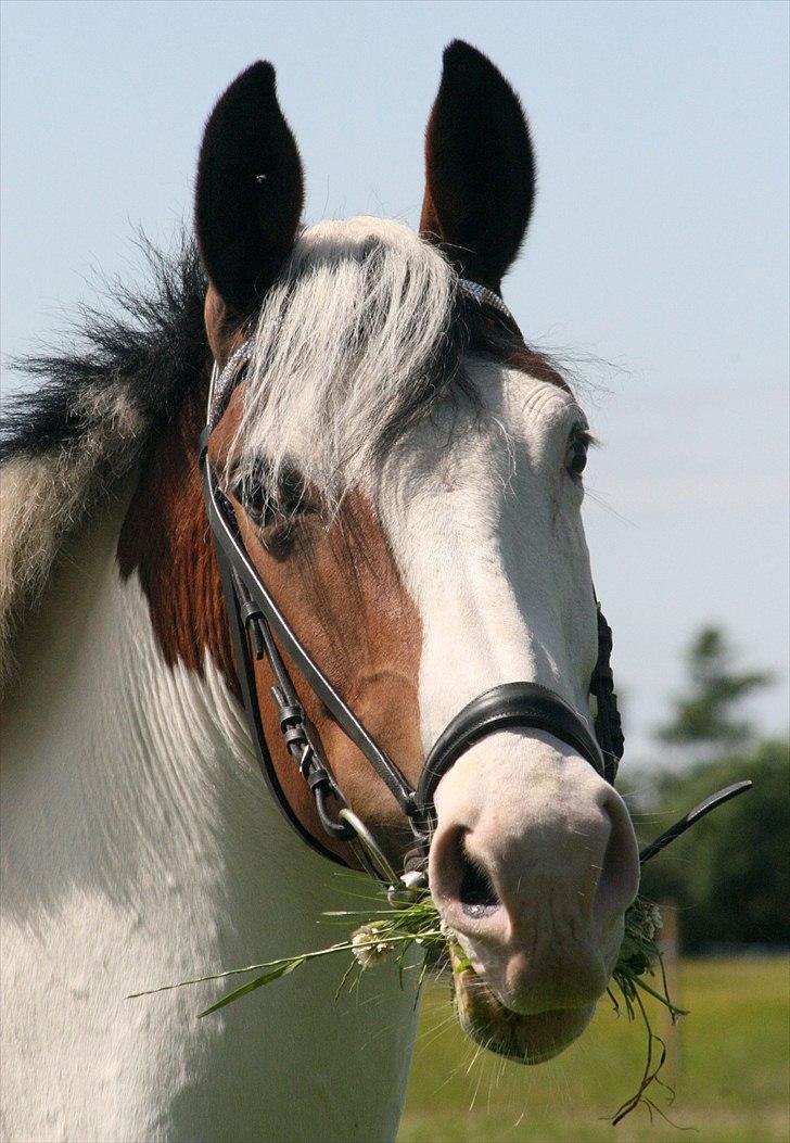 Pinto Stald Poppels Dixie R.I.P billede 5