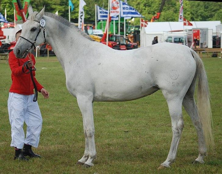 Shagya Araber (SH) Bonjour la chaise *R.I.P. 06-11-12* - Foto: Jani Pedersen billede 11