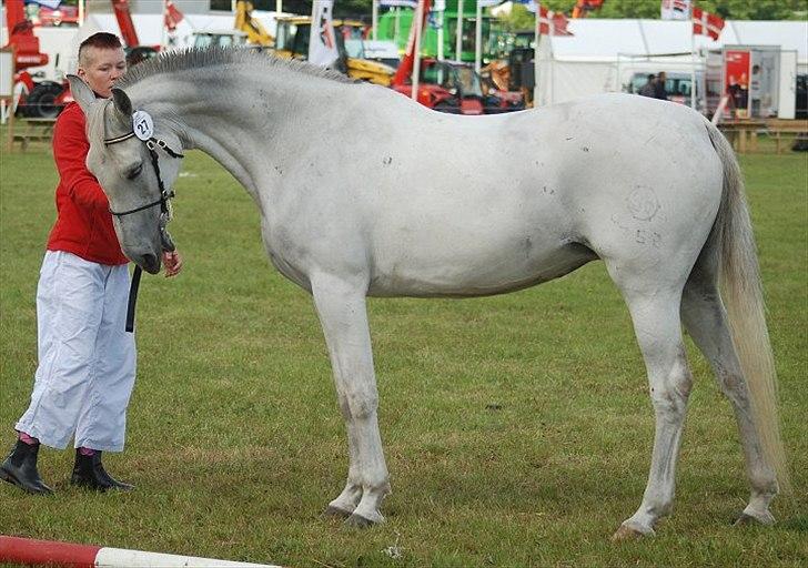 Shagya Araber (SH) Bonjour la chaise *R.I.P. 06-11-12* - Foto: Jani Pedersen billede 12