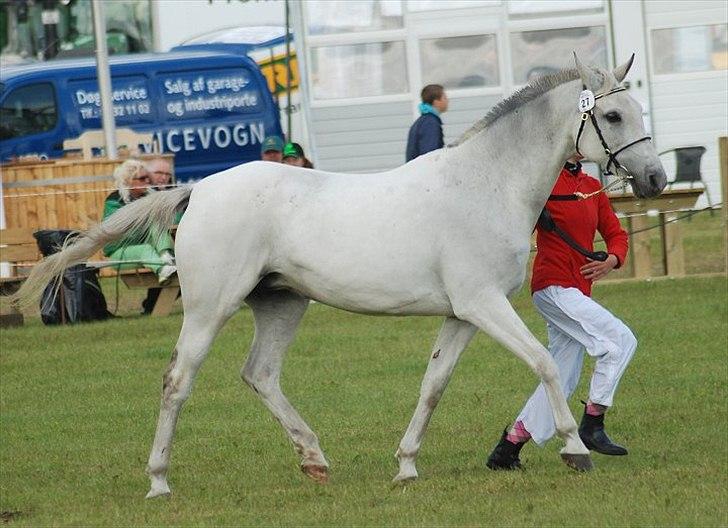 Shagya Araber (SH) Bonjour la chaise *R.I.P. 06-11-12* - Foto: Jani Pedersen billede 13