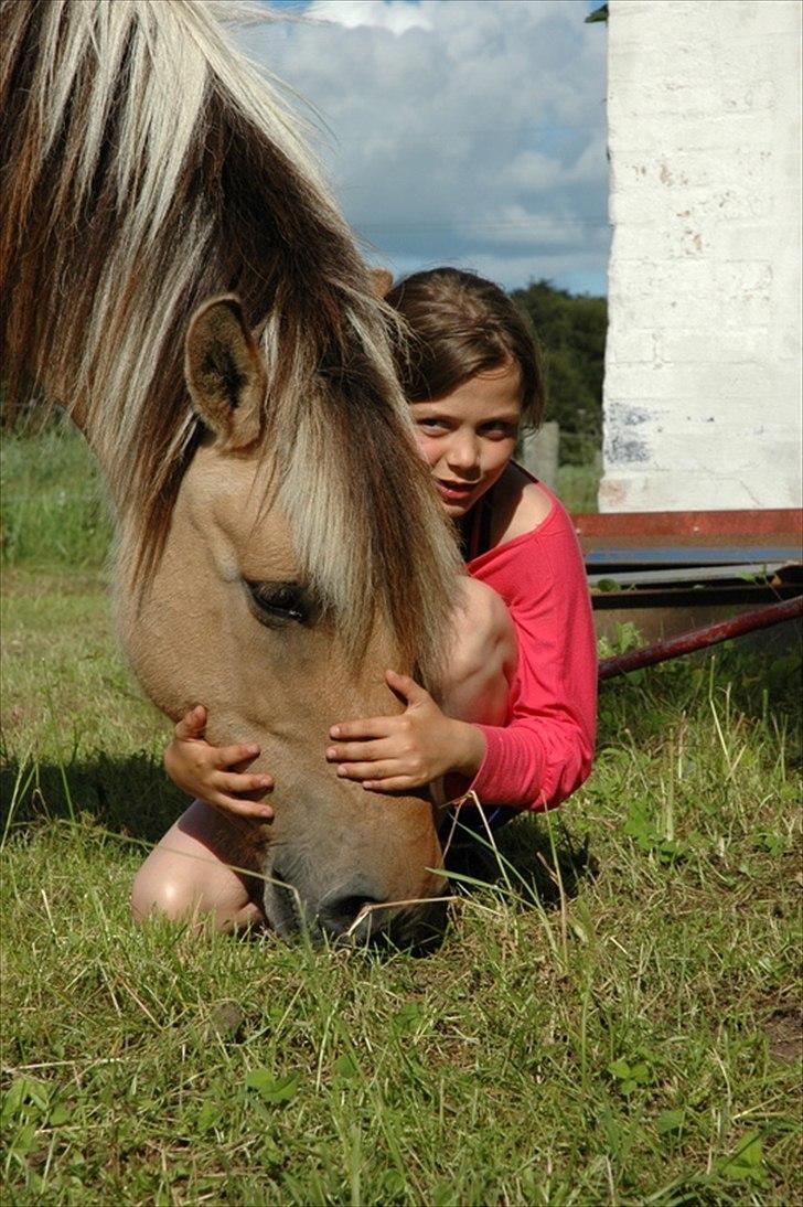Fjordhest mille billede 18