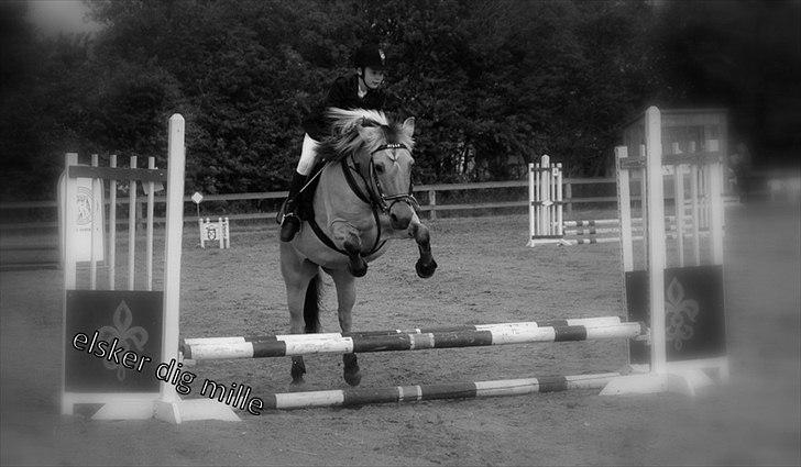 Fjordhest mille billede 19