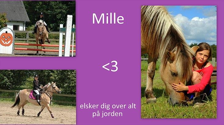 Fjordhest mille billede 20