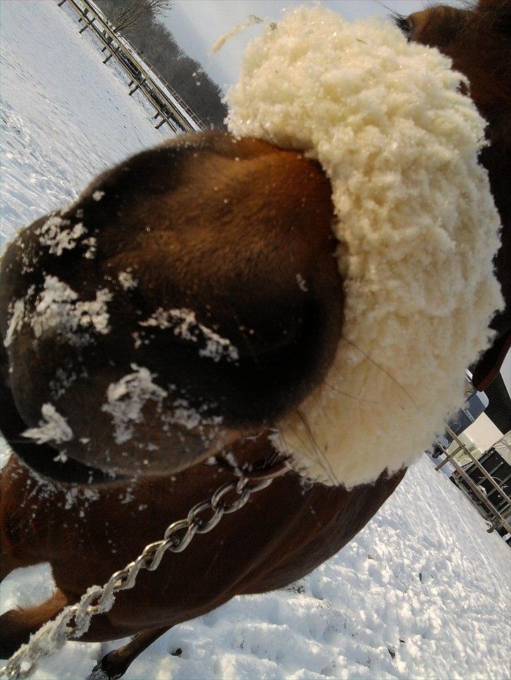 DSP zeba  - Vinter på heinegård. billede 18