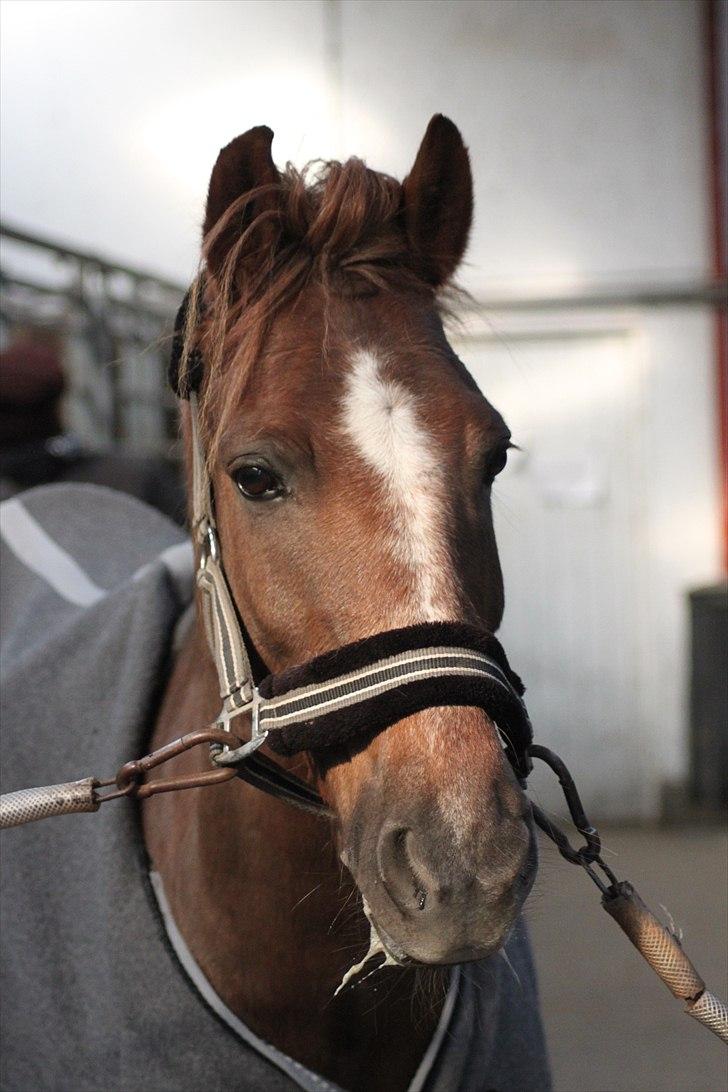 New Forest Lundemarksgårds Ild Opal - Velkommen til Ild Opals profil :) billede 1
