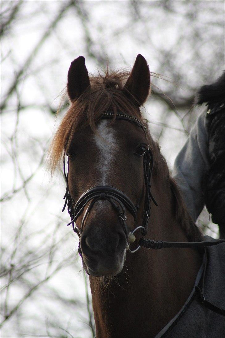 New Forest Lundemarksgårds Ild Opal - Smukke Ild Opal ude på tur i vintersolen :) billede 2