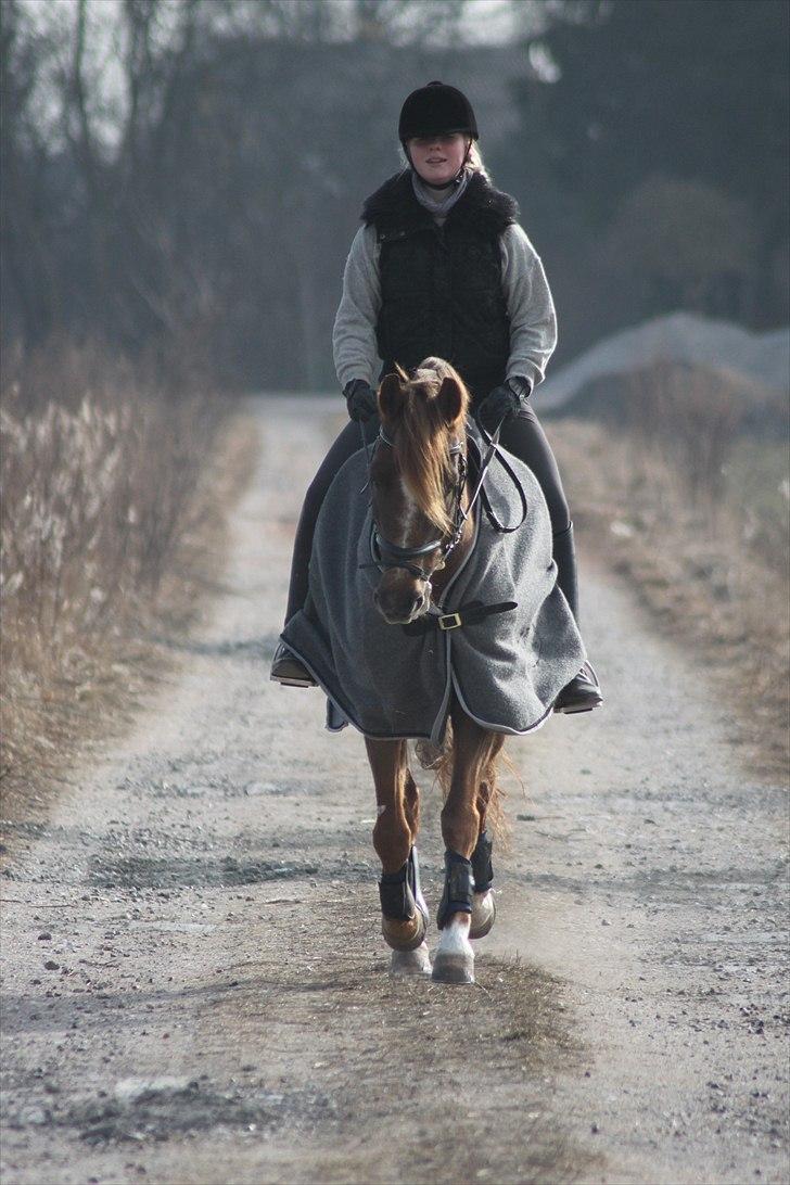 New Forest Lundemarksgårds Ild Opal - Mig og Ild Opal træner :) billede 4