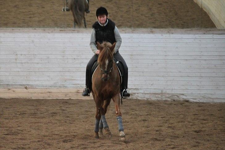 New Forest Lundemarksgårds Ild Opal - Ild Opal i en schenkelvigning. billede 5