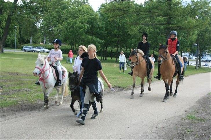 Anden særlig race Herkules - til stjerneridt i Næstved billede 5
