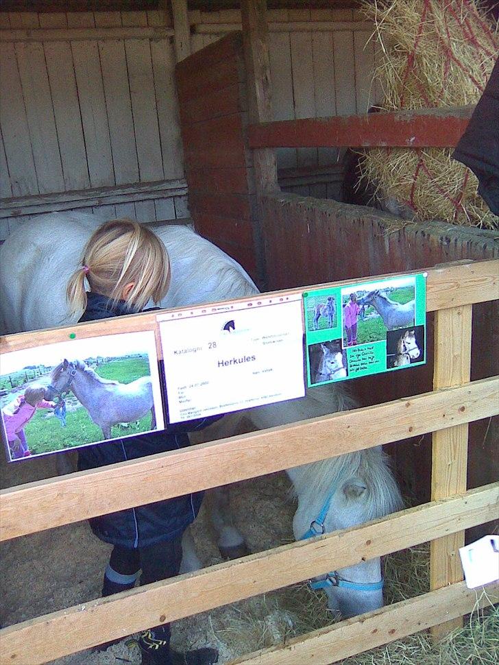 Anden særlig race Herkules - vores første st. hestedag. billede 6