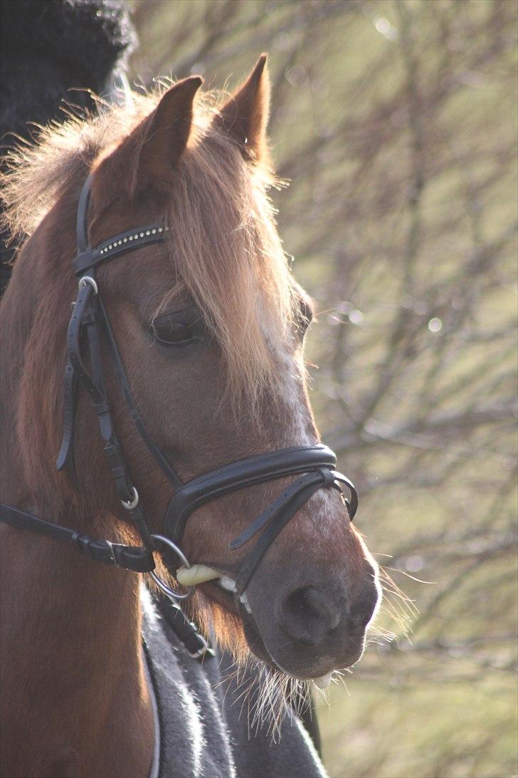 New Forest Lundemarksgårds Ild Opal - Min søde pony i vintersolen. billede 6
