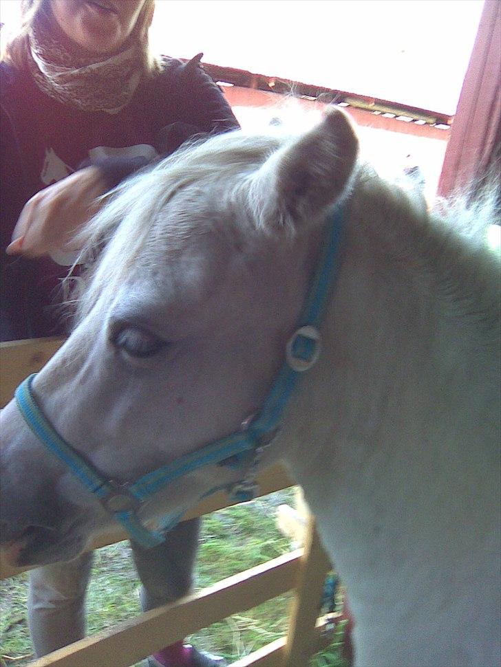 Anden særlig race Herkules billede 7