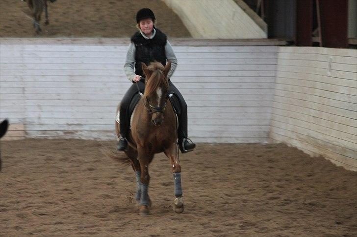 New Forest Lundemarksgårds Ild Opal - Vi får undervisning af min far - her i en schenkelvigning :) billede 7