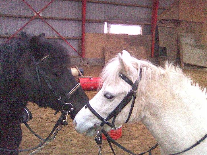 Anden særlig race Herkules billede 8