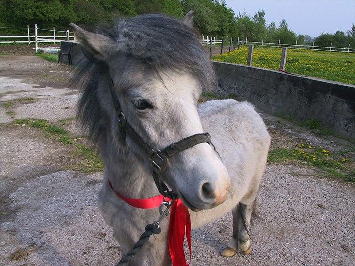 Anden særlig race Herkules - Baby Herkules da Camille fik ham med rød sløjfe om halsen:) billede 9