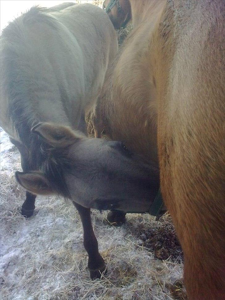 Anden særlig race Lumina ïn durere billede 1