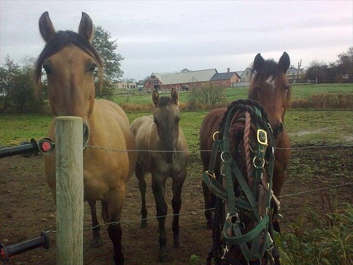 Anden særlig race Lumina ïn durere billede 3