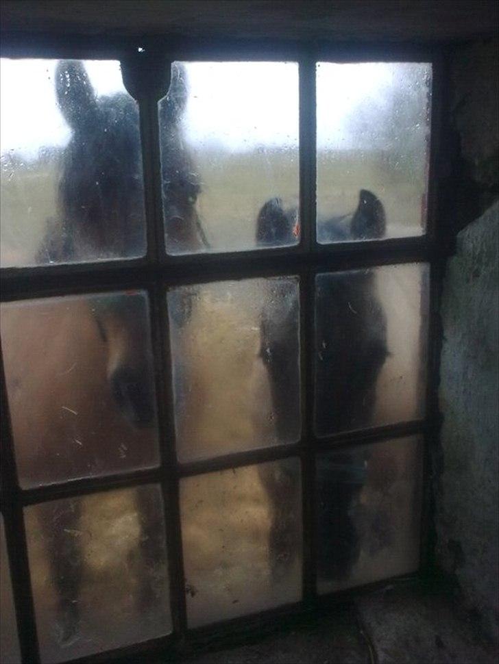 Anden særlig race Lumina ïn durere - Kigger lige ind til mor der ordner bokse indenfor  billede 4