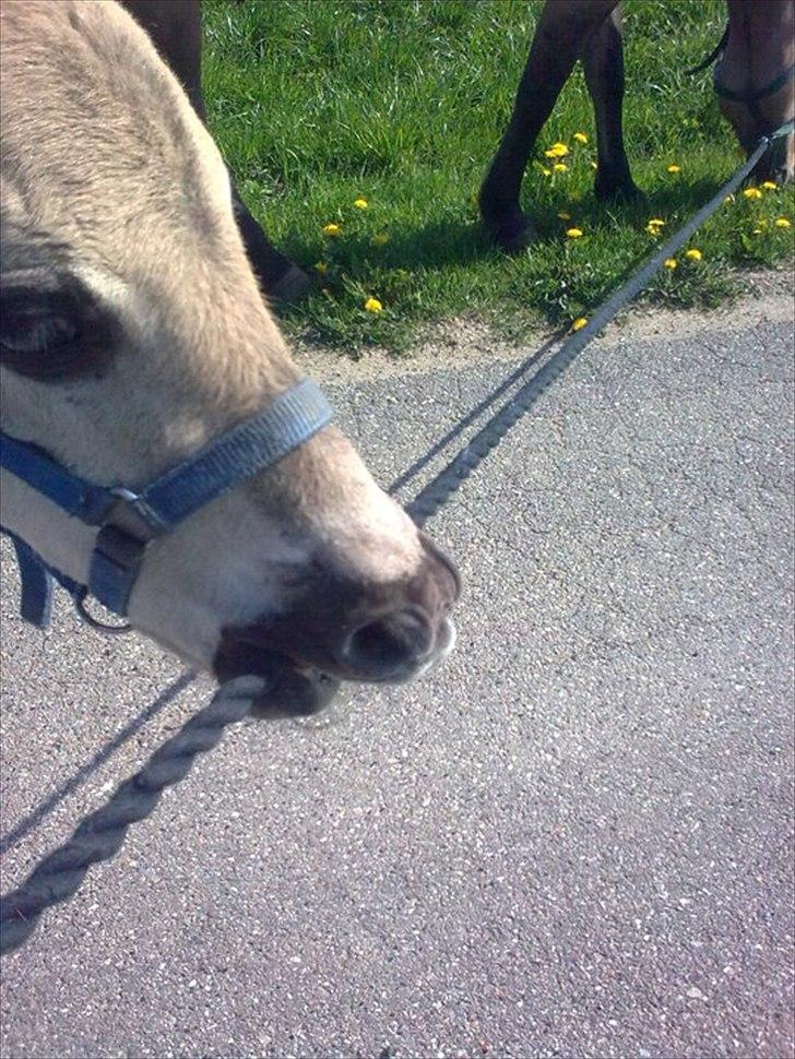 Anden særlig race Lumina ïn durere - Syntes lige vi skulle bruge en hånd til at trække mor  billede 5