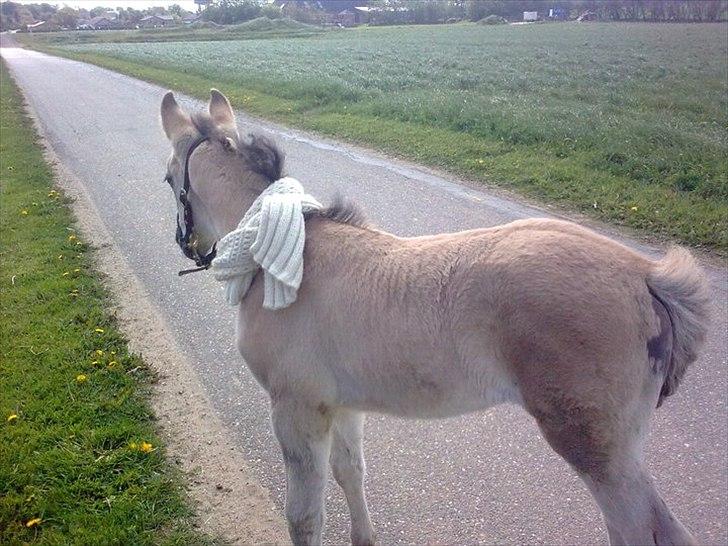 Anden særlig race Lumina ïn durere billede 6