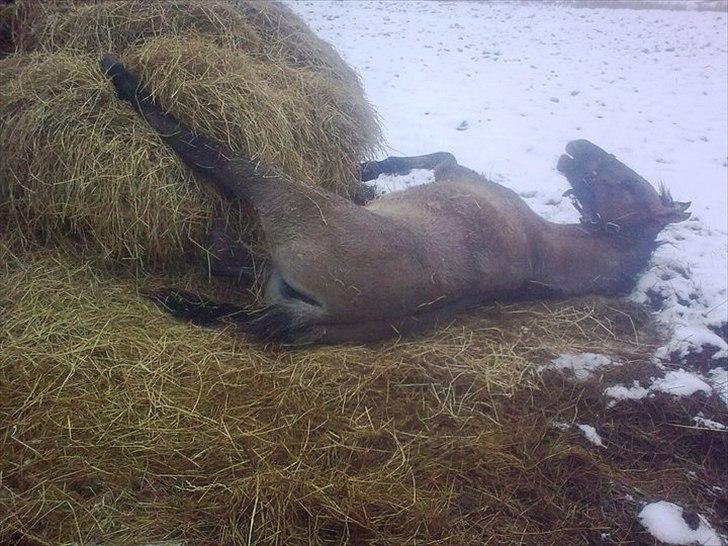 Anden særlig race Lumina ïn durere - Skøre føl. Hun elsker at slåse med halmballen billede 7